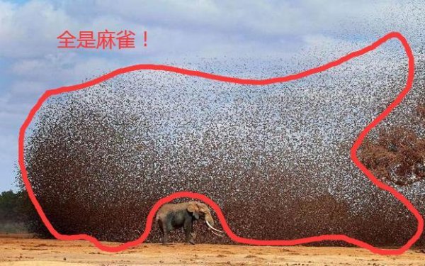 首胜证券 20万只麻雀围攻一头大象，接下来会发生什么？